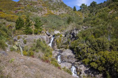 Madeira 'nın canlı yeşillikler ve açık mavi bir gökyüzü altında yuvarlanan tepelerle çevrili kayalık bir arazide akan sakin bir şelaleyi resmediyor..