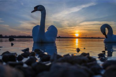 Güneş ufukta batarken iki görkemli kuğu zarif bir şekilde gölün üzerinde yüzüyor. Huzurlu sahnenin üzerine sıcak bir parıltı saçıyor ve suya yansıyor..