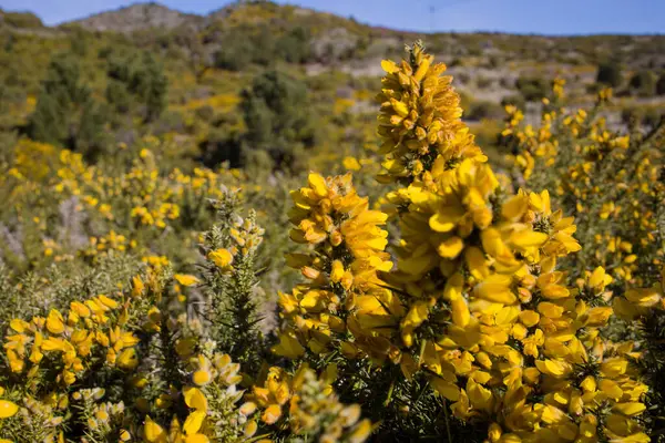 İlkbaharda, parlak sarı kır çiçekleri Madeira 'nın çarpıcı manzarasında serpilmeye başlar, doğal güzelliğin ve açık mavi gökyüzünün altında büyüyen floranın resimsel bir görüntüsünü sunar..