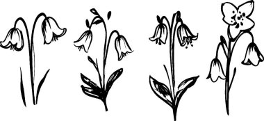 Çan şeklindeki çiçeklerin yer aldığı el yapımı üç çiçek koleksiyonu. Her çiçeğin farklı taç yaprakları ve yaprak tasarımları var, sanatsal varyasyonlar sergiliyorlar..