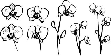 Çiçeklerin çeşitli aşamalarında el yapımı orkide çiçekleri koleksiyonu. Narin taç yaprakları ve sapları sergileniyor. Resimler siyah-beyaz. Şık şekilleri vurguluyorlar.