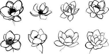 Nilüfer çiçeklerinin çeşitli stil ve perspektiflerde el yapımı çizimleri, narin taç yapraklarını ve karmaşık ayrıntıları gözler önüne seriyor..