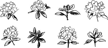 Çeşitli açı ve ayrıntıları gösteren el yapımı çiçek çizimleri koleksiyonu. Her çiçek, sanatsal stili vurgulayan farklı taç yaprakları ve yapraklara sahiptir..