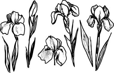 Zarif taç yapraklarını ve ince yapraklarını sergileyen, çeşitli çiçek aşamalarında elde çizilmiş bir iris çiçeği koleksiyonu. Resimler ayrıntılı ve sanatsal. Çiçek tasarımları için mükemmel..