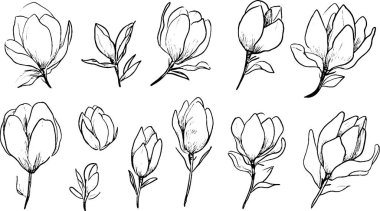 Elle çizilmiş manolya çiçekleri ve tomurcukları çeşitli safhalarda toplanıyor, narin taç yapraklarını ve yapraklarını sergiliyorlar..