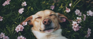 Narin kiraz çiçekleri barışçıl bir köpeğin etrafında güneşli bir bahar gününün tadını çıkarıyor..