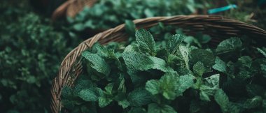 Köy sepetinde toplanmış bol miktarda yeşil nane, tazeliğini ve canlılığını gösteriyor..