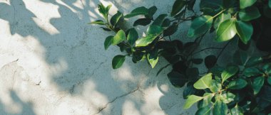 Çifte maruz kalma kentsel alandaki sert beton ve hassas yaprakların çarpıcı kontrastını ortaya çıkarır.