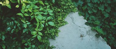 Çifte maruz kalma sert betonla parlak yeşil yapraklar, doğa ve şehir yaşamını birleştiren.