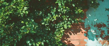 Büyüleyici yeşil yapraklar ve desenli tuğla duvar eşsiz bir görsel deneyim yaratıyor..