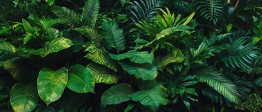 Canlı yeşil yapraklar metin için boş alanı olan taze ve organik bir zemin oluşturur.