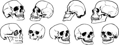 Farklı açı ve bakış açıları gösteren çeşitli kafatası çizimlerinden oluşan bir koleksiyon. Çizimler, anatomik özelliklerin eğitici veya sanatsal amaçlar için uygun olduğunu vurgulamaktadır..