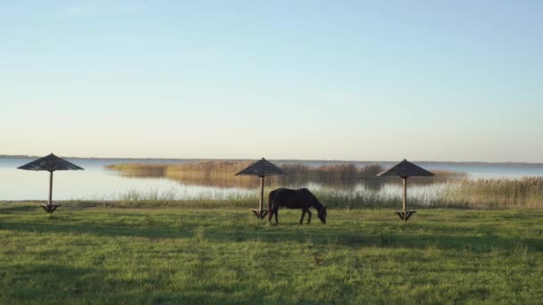 Een Zwart Paard Een Tether Graast Het Gras Bij Zonsondergang — Stockvideo