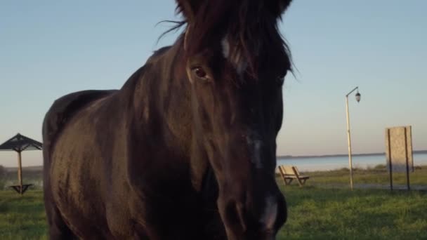 黒い馬はカメラを見て ウクライナのSvityaz湖の日没時に何かを聞いている間に耳をひねります クローズアップ 高品質4K映像 — ストック動画