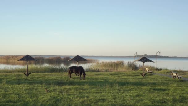 Černý Kůň Provazu Pásne Trávě Při Západu Slunce Jezera Svityaz — Stock video