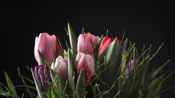 Bunte Tulpen Mit Viel Grün Rotieren Langsam Auf Schwarzem Hintergrund — Stockvideo