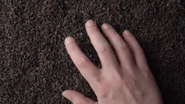 Eller bir avuç dolusu yelpaze ya da kırık yaprak çayını alıp detaylı bir şekilde inceliyor. Kapat, üst görünüm