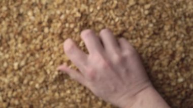 Bir el, arka plandaki bir yığın yulaf ezmesini ya da çıtır çıtırı alıp onları inceliyor. Sağlıklı gıda kavramı - mısır gevreği kahvaltısı. Yaklaş, üstten bak. Reklam metni için alanı kopyala