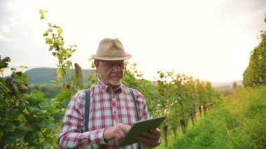 Bahçede tablet kullanan bir çiftçi. Kıdemli erkek bilim adamı tarımsal teknoloji alanında çalışıyor. Buğday saplarındaki tablete dokunan adama yaklaş. Agronomist araştırma konsepti