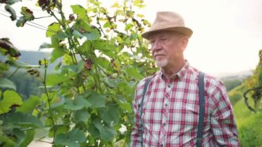 Üzüm bağında üzüm bağlarını kontrol eden orta yaşlı bir adamın portresi. Şarap üreticisi, kaliteli şarap üretimi için üzüm hasadı sonuçlarından memnun..