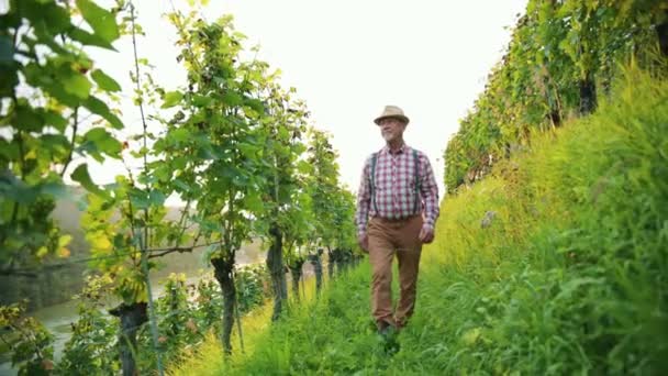 Glücklicher Kaukasischer Bauer Spaziert Weinberg Winzer Mit Ergebnissen Der Weinlese — Stockvideo