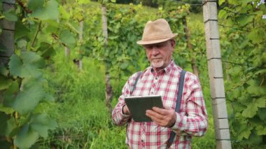 Sakallı orta yaşlı bir adamın portresi üzüm tarlasını inceliyor tablet üzerinde notlar alıyor. Şarap üreticisi, kaliteli şarap üretimi için üzüm hasadı sonuçlarından memnun..