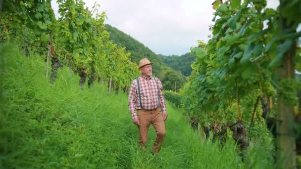 Caucasian Bearded Middle Aged Man Checking Grape Vines Vineyard Winemaker — Stock Video