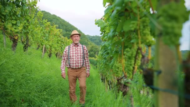 Biały Brodaty Mężczyzna Średnim Wieku Sprawdzający Winorośl Winnicy Wytwórca Wina — Wideo stockowe