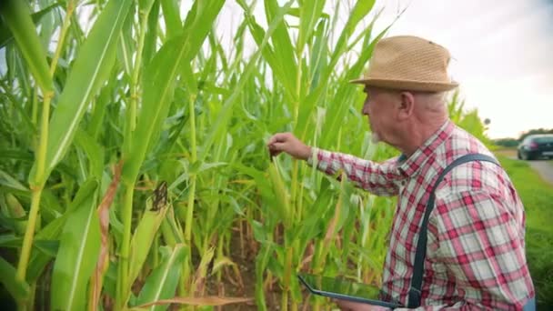 白种人留胡子的中年男子正在检查玉米地 做笔记 农业工人视察农场的作物 — 图库视频影像