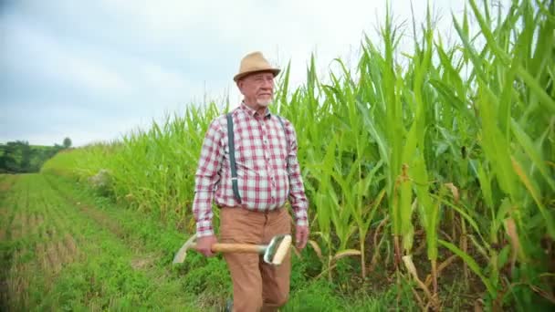 Blanke Man Met Een Baard Van Middelbare Leeftijd Die Maïsveld — Stockvideo