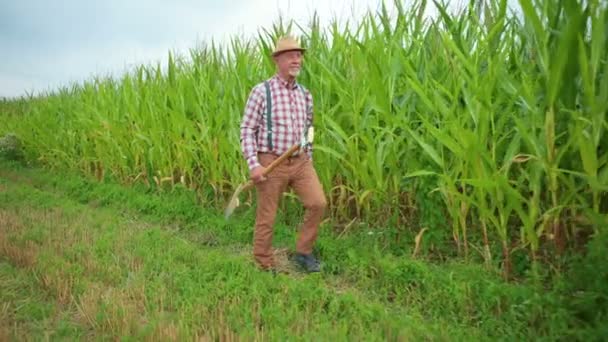 トウモロコシと一緒に畑に沿って行く成熟した農家の完全な長さのビュー 男性労働者は夏時間に働く 農業の概念 — ストック動画