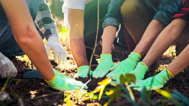 Close up of group of people in gloves planting tree seedling in garden and interacting for safe environment. Outdoors. Eco activists plant trees concept. Men and women volunteers for ecology.