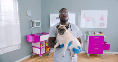 Close up portrait on handsome african american male veterinarian in medical gloves and mask glasses holding pug dog. Vet clinic in the background. Happy pet, animal care.