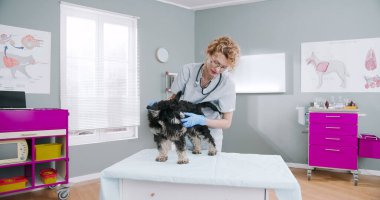 Young beaming female veterinarian embracing calm dog after examination at veterinary clinic. Vet standing in medical suit with glasses and stethoscope. Concept pets care, veterinary