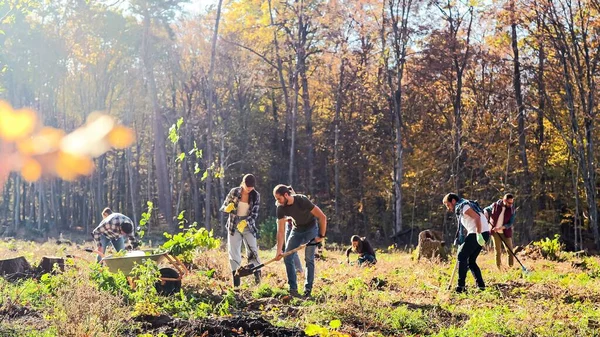 Ecological Volunteers Working Sunny Fall Day Forest Planting Seedlings Trees — Foto Stock