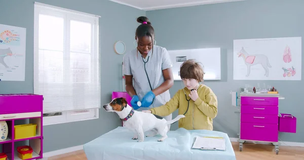 Protrait of african american female veterinarian using stethoscope examining jack russel dog. Little boy playing with doctor equipment and petting the dog. Dog waving tail, animals care.