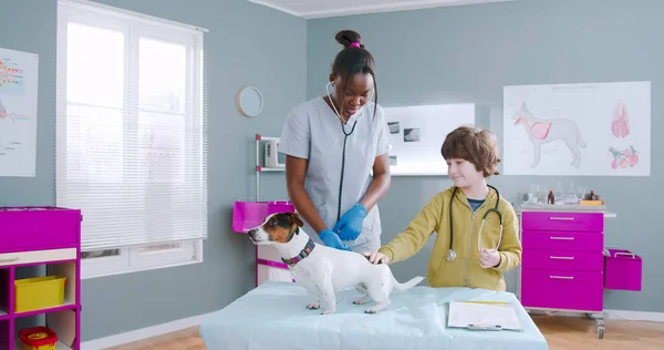 Protrait of african american veterinarian using stethoscope while examining jack russel dog. Little boy playing with doctors equipment and petting the dog. Profession, job, occupation, animals care.