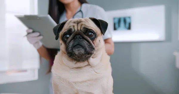 Cropped view of the happy pug dog sitting at the examination table at the veterinary clinic while doctor standing at the background. Pets health care concept