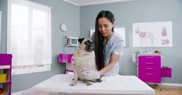 Asian female veterinarian checking dog with stethoscope. Vet doctor stroking pet. Careful woman working in hospital in medical suit. Concept of pets care, veterinary, healthy animals