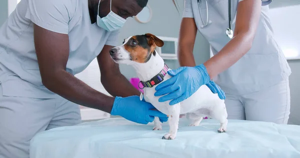 Close up on scared jack russel dog standing in clinic while two african american vet doctors in masks examining dog. Dog having injured paw, vet putting bandage. Animal care.