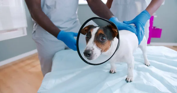 Portrait on scared jack russel dog in veterinary collar waving tail in clinic while two african american vet doctors in medical gloves examining dog. Dog having injury. Animal care.