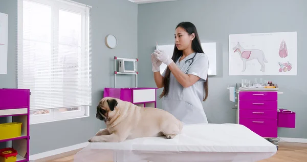 Female veterinarian giving injection to the pug dog on an examination table in area of a veterinary clinic. Concept of pets care, veterinary, healthy animals