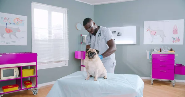 Proffesional sserious african american male vet doctor using stethoscope checking up the pug dog. Pug dog with health problems, pet care. Mask glasses with stethoscope in medical gloves.