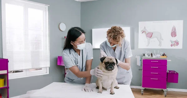 Portrait of woman veterinarians examine mops dog and giving injection on an examination table in area of a veterinary clinic. Teamwork. Concept of pets care, veterinary, healthy animals