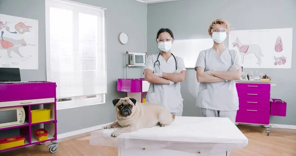 Two smiling female doctors staying at hospital, crossing hands and looking at camera. Veterinarians in medical gown with stethoscope. Concept of pets care, veterinary, healthy animals