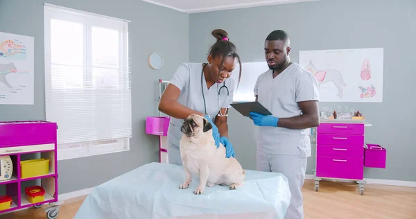 Proffesional african american female veterinarian examining pug dog doing palpation in medical gloves. Assistant male using tablet making notes helping doctor. Pet health problems. Animal care.