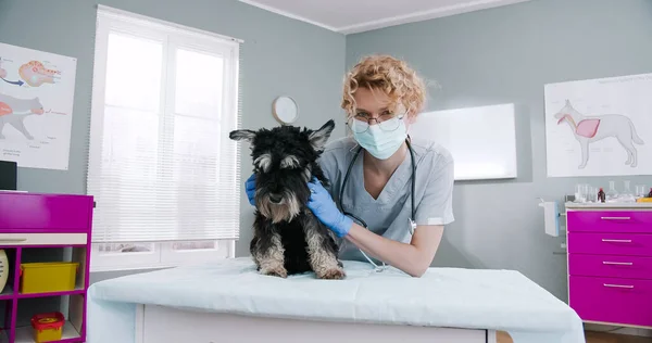 Waist up of veterinarian stroking lovely dog at veterinary clinic. Vet standing in medical suit with stethoscope. Concept of pets care, veterinary, healthy animals