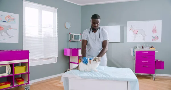 Proffesional sserious african american male vet doctor checking up cat. Man petting the cat. Cat with health problems, pet care. Doctor with stethoscope in medical gloves helping patient.