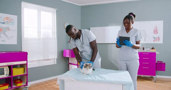 Proffesional african american male veterinarian checking cat in medical gloves. Assistant nurse using tablet making notes helping doctor. Pet health problems. Animal care.