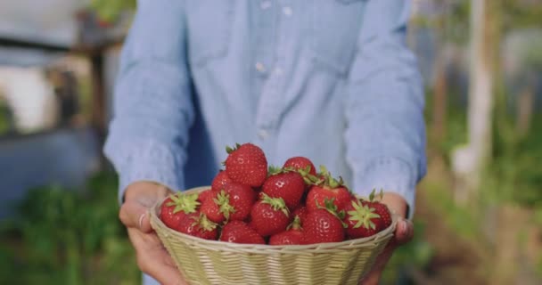靠近一些女人的手 伸出一篮子水果 雌性手拿着用红色浆果做的柳条碗 紧紧抓住一篮子新鲜草莓的人的手 夏季收获 — 图库视频影像